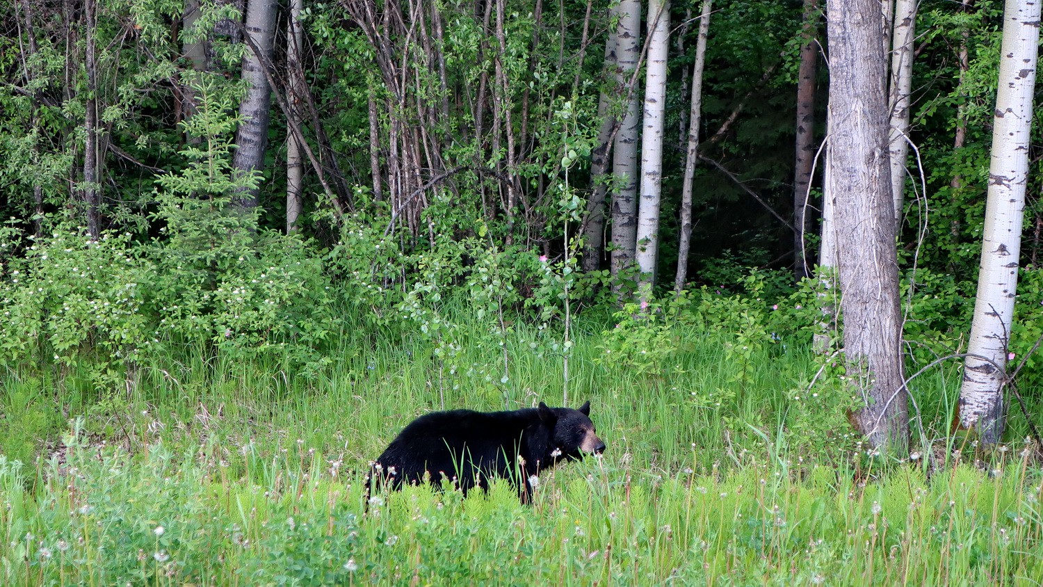 Another Black Bear
